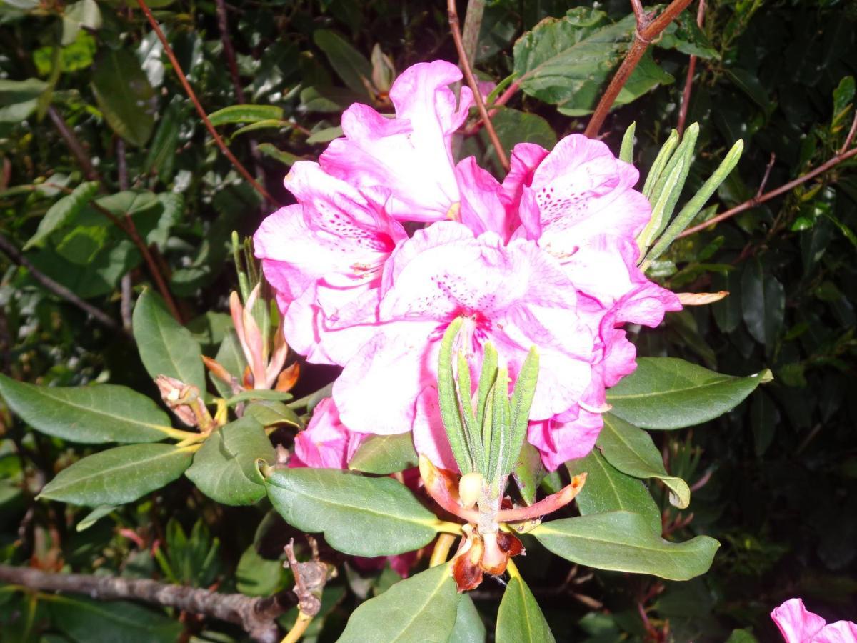Les Fleurs Du Mont Bed & Breakfast Caux Eksteriør bilde