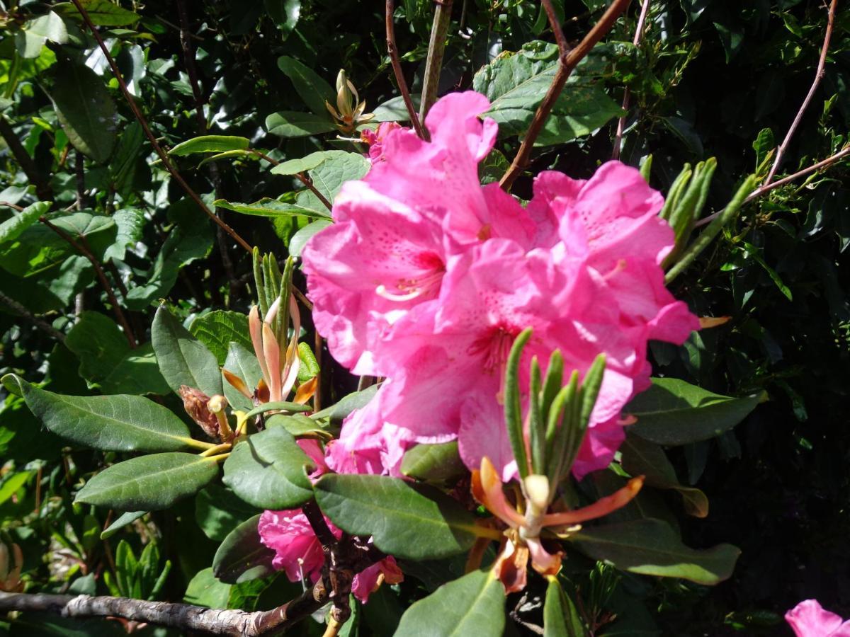 Les Fleurs Du Mont Bed & Breakfast Caux Eksteriør bilde