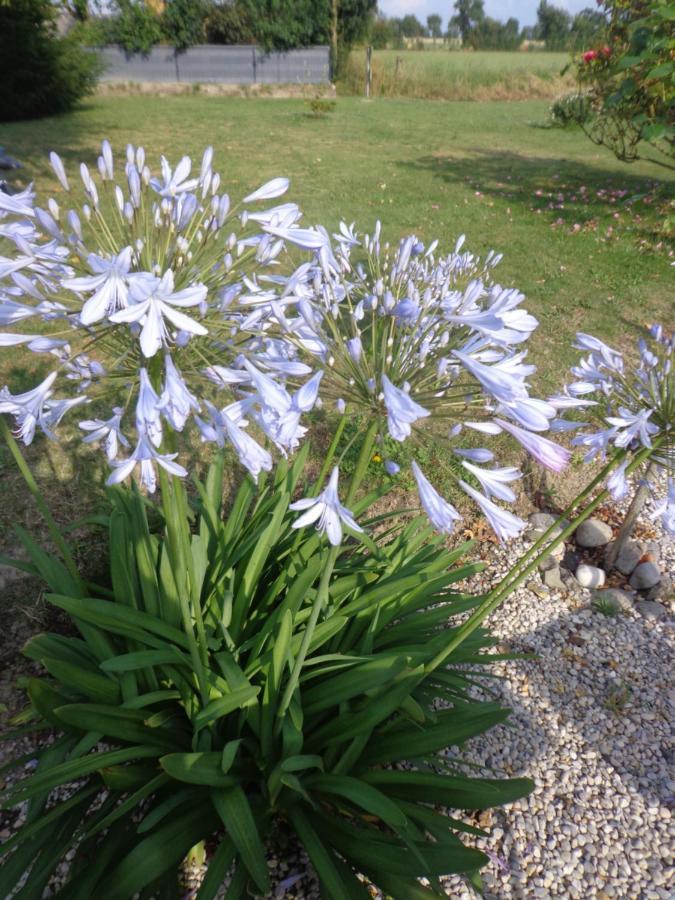 Les Fleurs Du Mont Bed & Breakfast Caux Eksteriør bilde